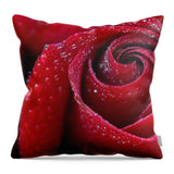 Rose Flower Dew Dewdrops Droplets Wet Petals - Throw Pillow