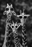 Kids Room Funny Giraffe Family with Sunglasses Canvas Posters and Prints Black and White Animals