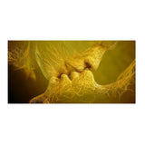 Golden Love Kiss Oil Painting on Canvas Poster HQ Canvas Print Wall Art