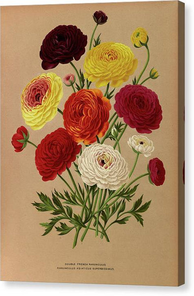 Arentine H Arendsen Double French Ranunculus 1872 - READY TO HANG